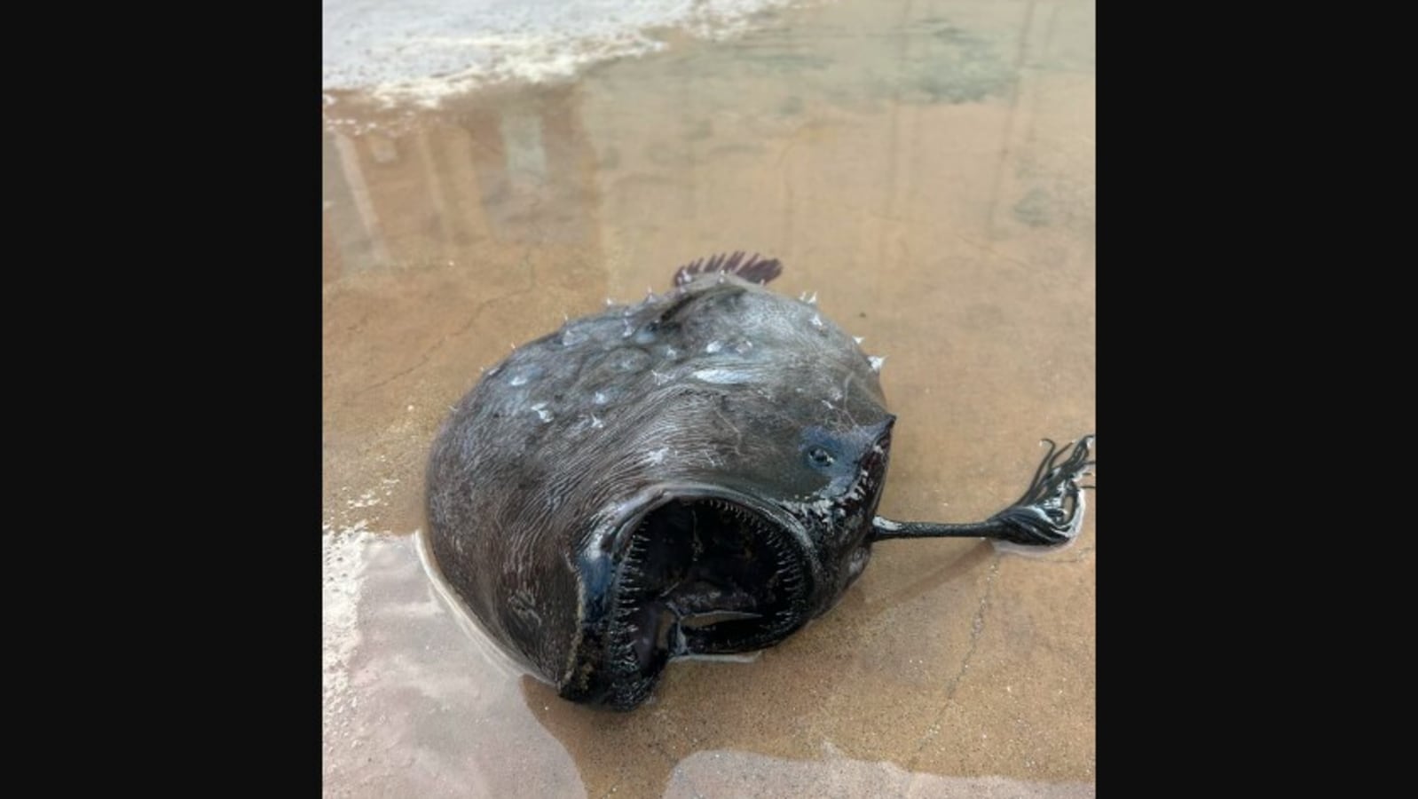 Rare deep sea fish washes up on California beach, people call it ‘stuff of nightmares’