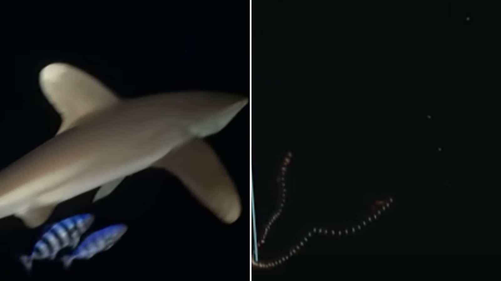 Robots capture ‘rare glimpses’ of marine creatures in ocean’s twilight zone