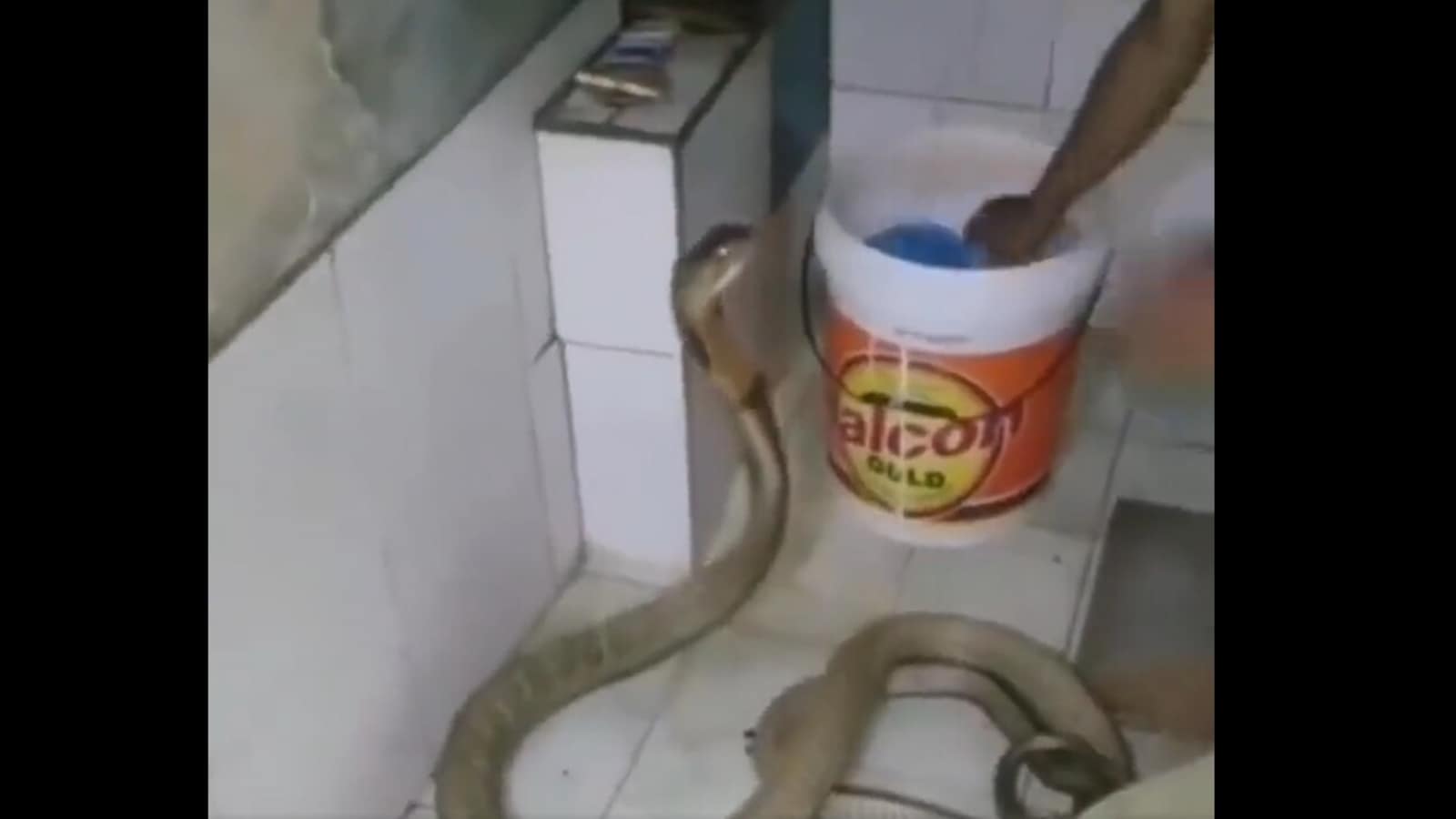 Shocking video shows man bathing king cobra in a bathroom. Watch