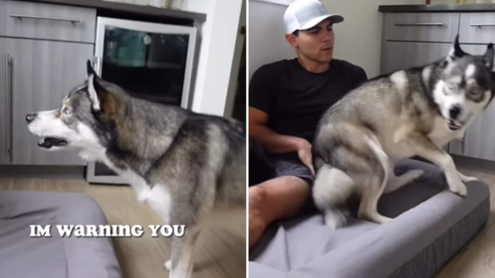 Siberian Husky gets angry, scolds pet dad as he sleeps on his bad