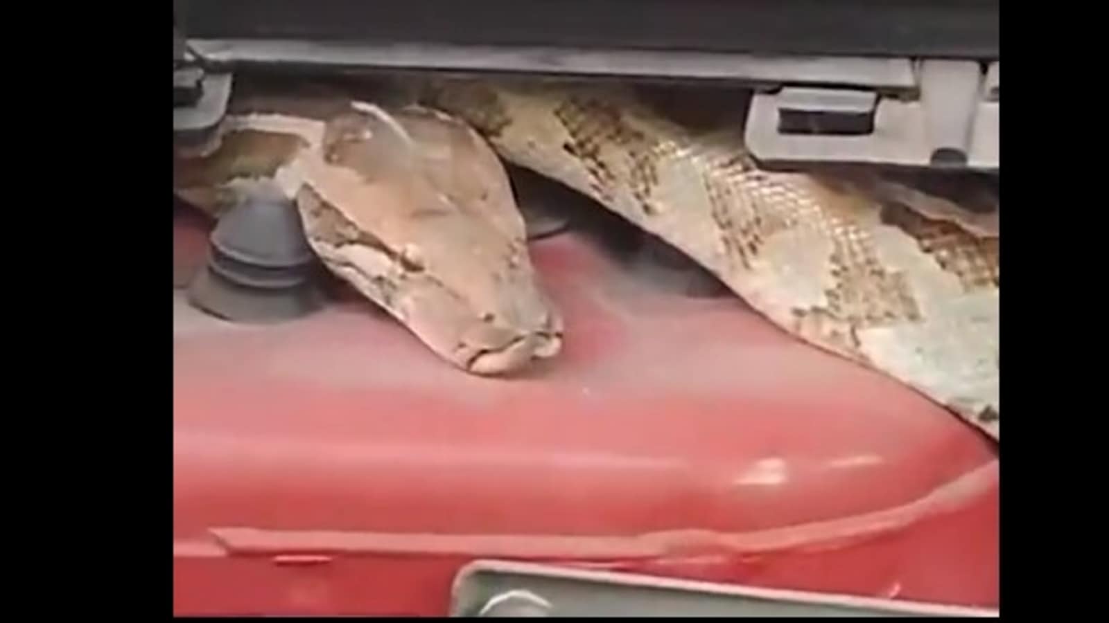 South Delhi car owner finds 6-foot python stuck in vehicle