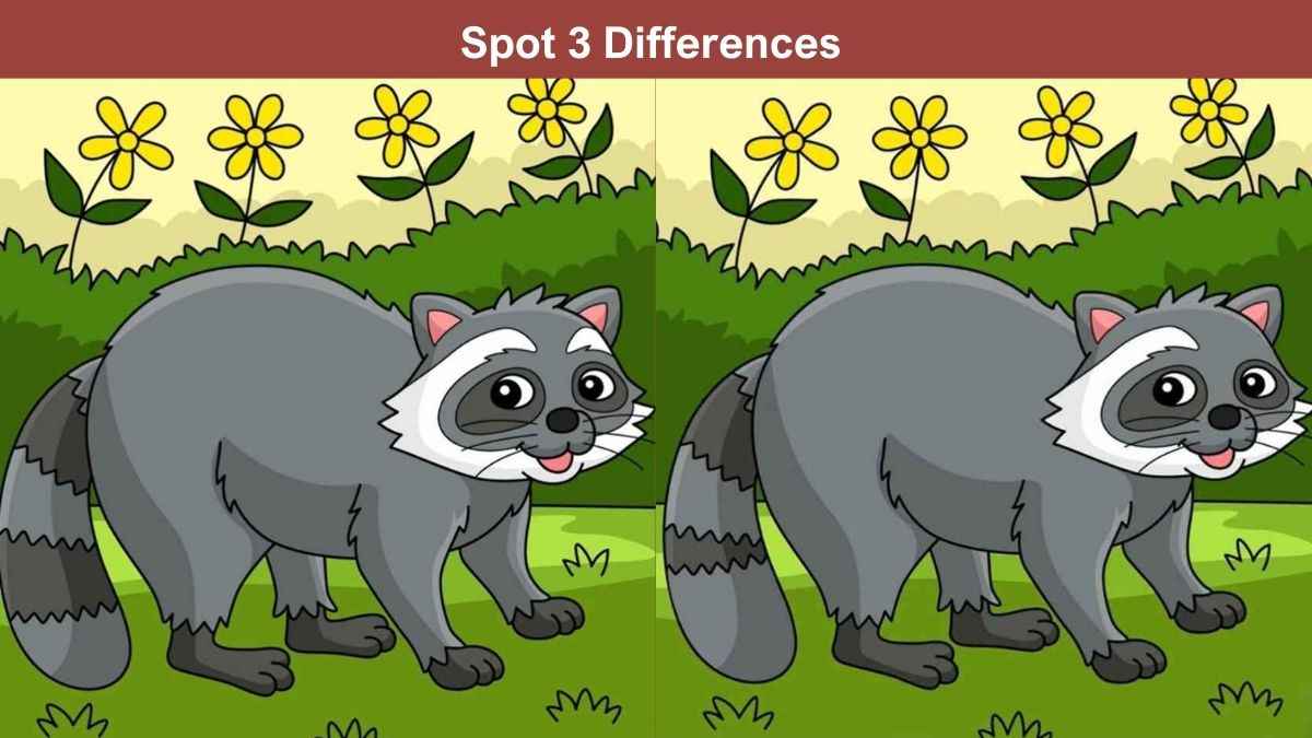 Spot 3 differences between the raccoon pictures in 14 seconds