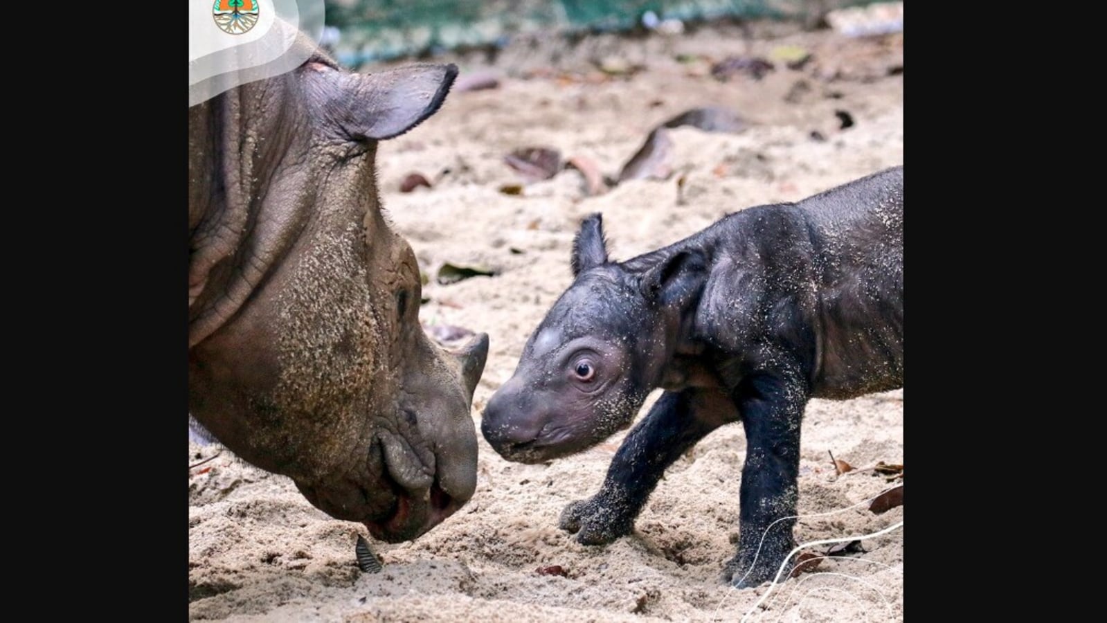 Sumatran rhino baby born in Indonesia park brings hope for its species