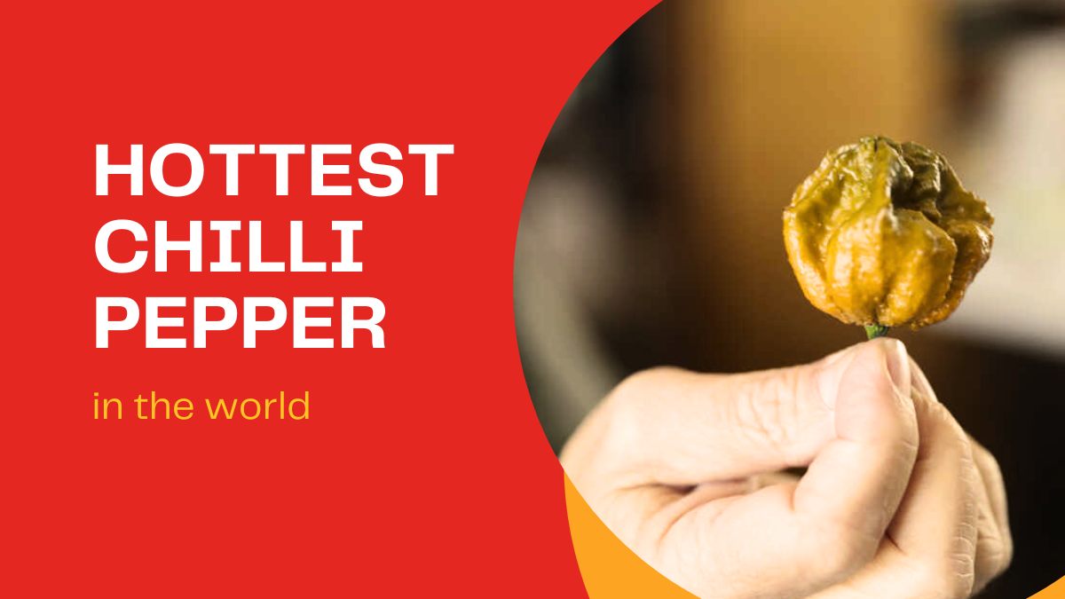 This is Pepper X, the hottest pepper in the world.