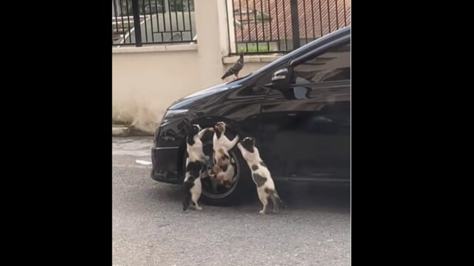 Three cats try catching a pigeon. Watch what happens at the end