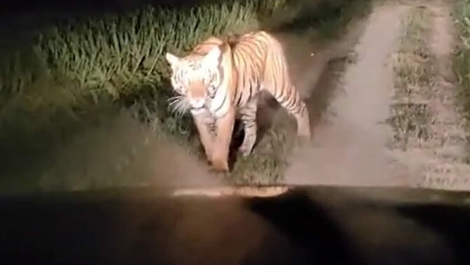 Tiger roams freely in the sugarcane fields of Lakhimpur Kheri. Watch