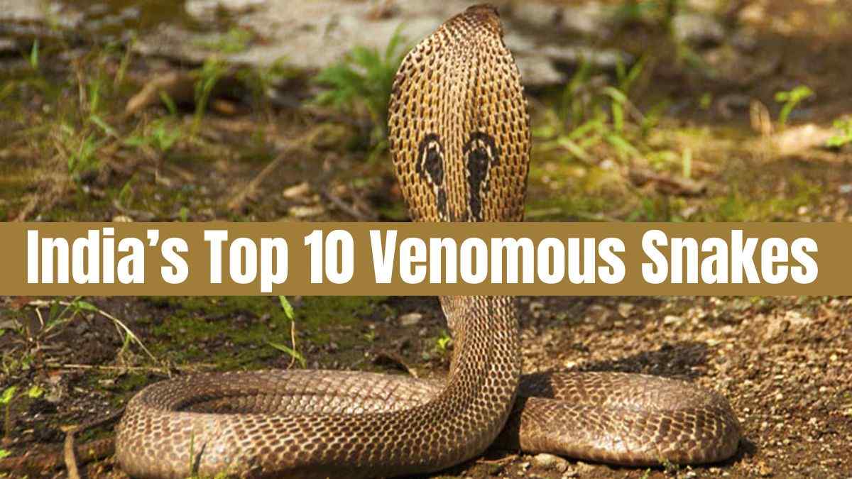 List of top 10 most venomous snakes in India