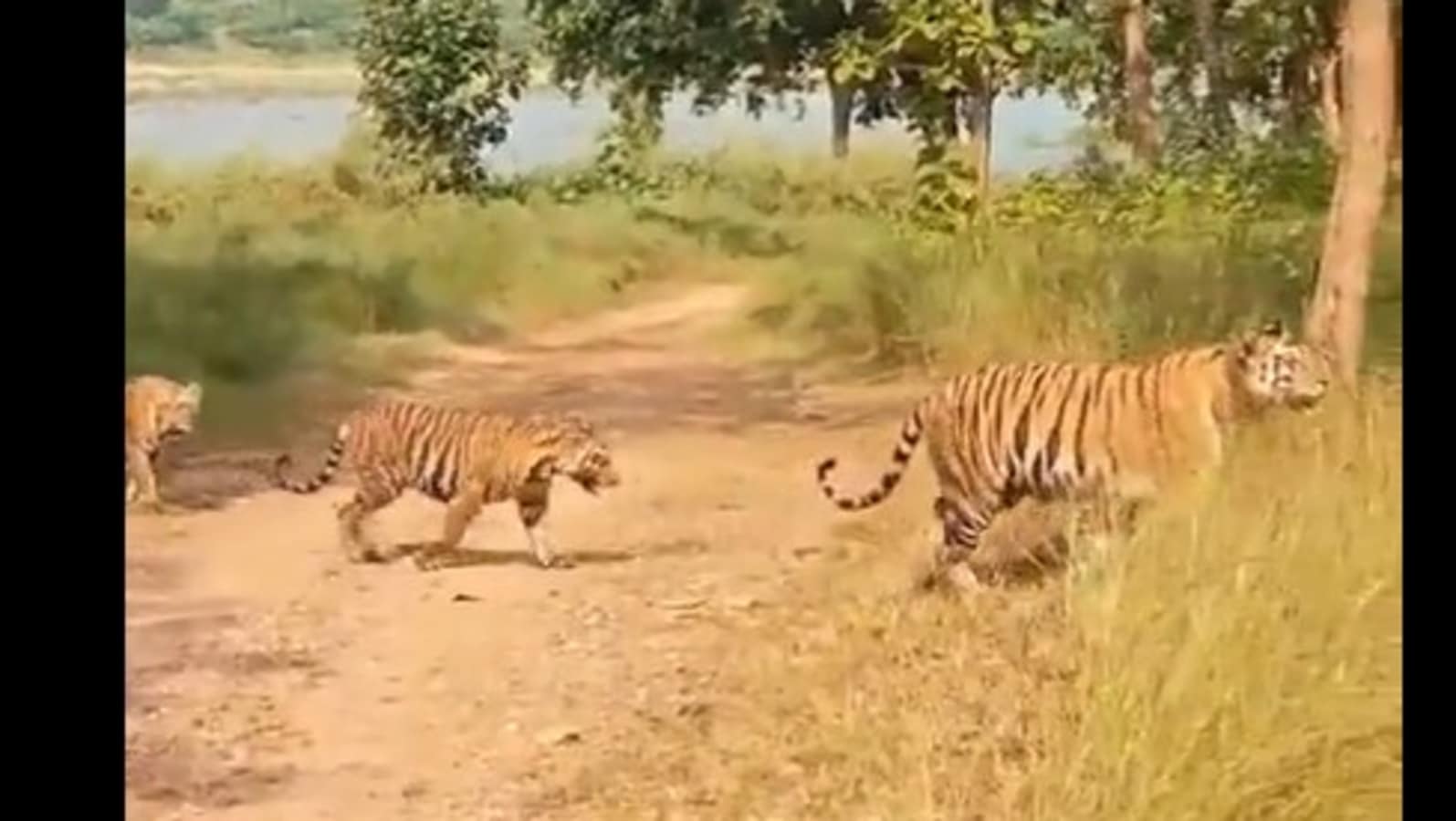 'Treat to watch': Visitors at Panna Tiger Reserve surprised by a tiger family