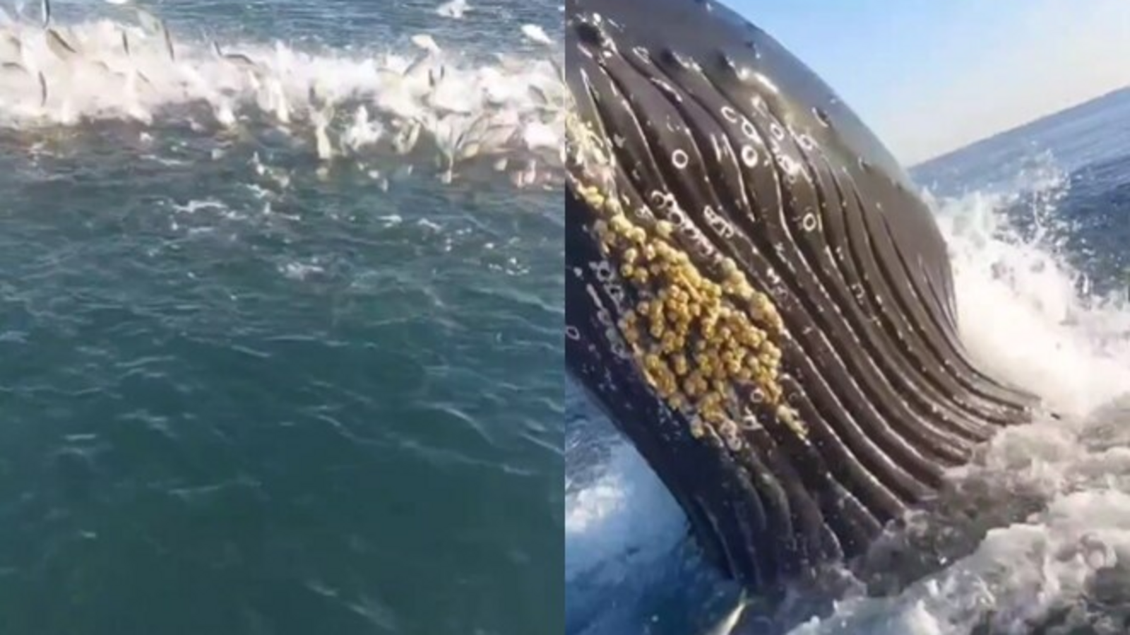 US angler’s boat almost gets hit by a massive whale. Watch