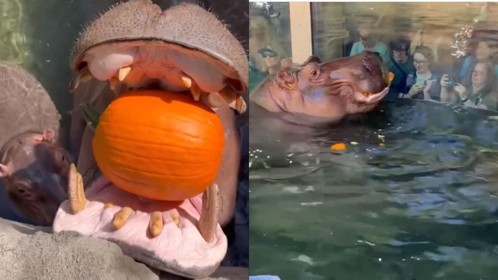 Viral Video: Hippos enjoy pumpkin feast at US zoo ahead of Halloween