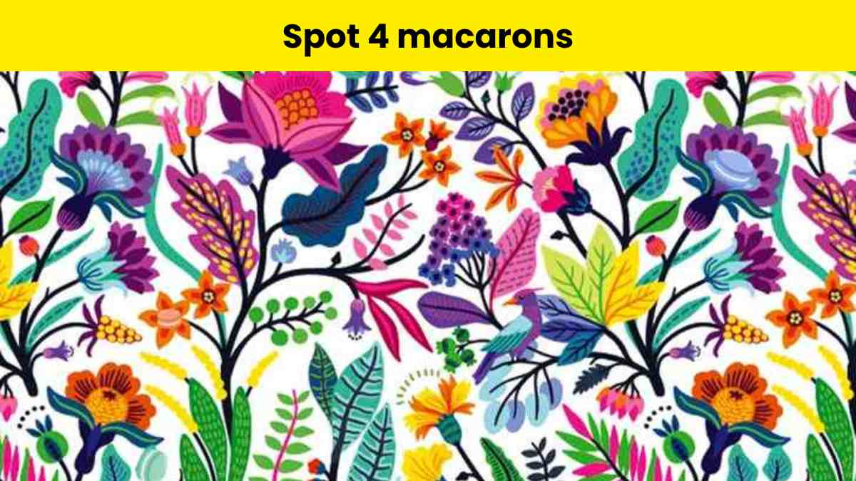 Can you spot 4 macarons hidden here?