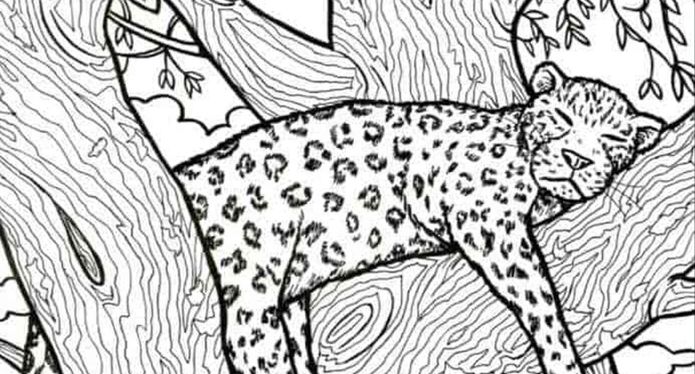 Visual challenge: Find the fish in the picture of the leopard in 10 seconds