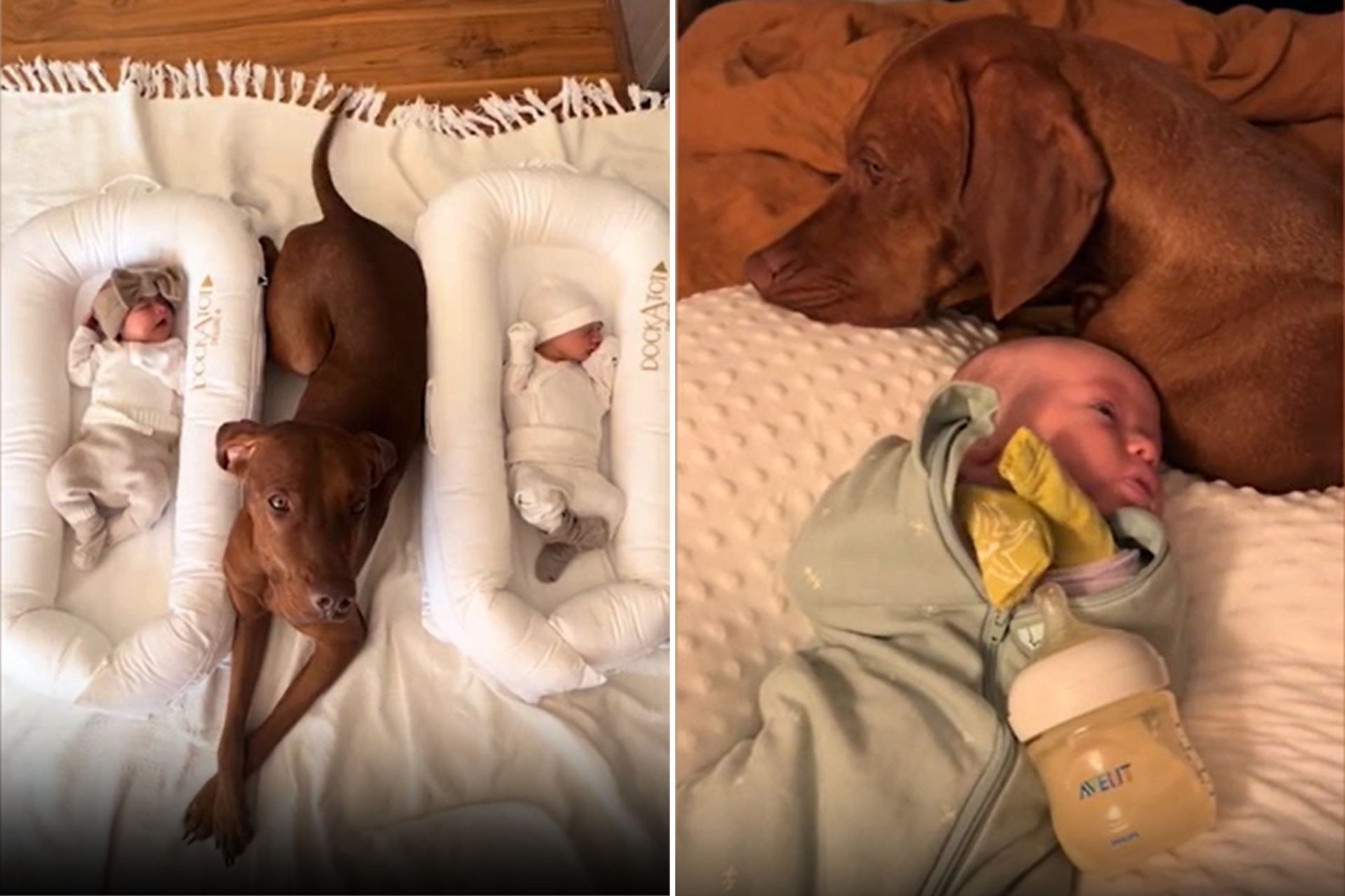 Vizsla with newborn twins