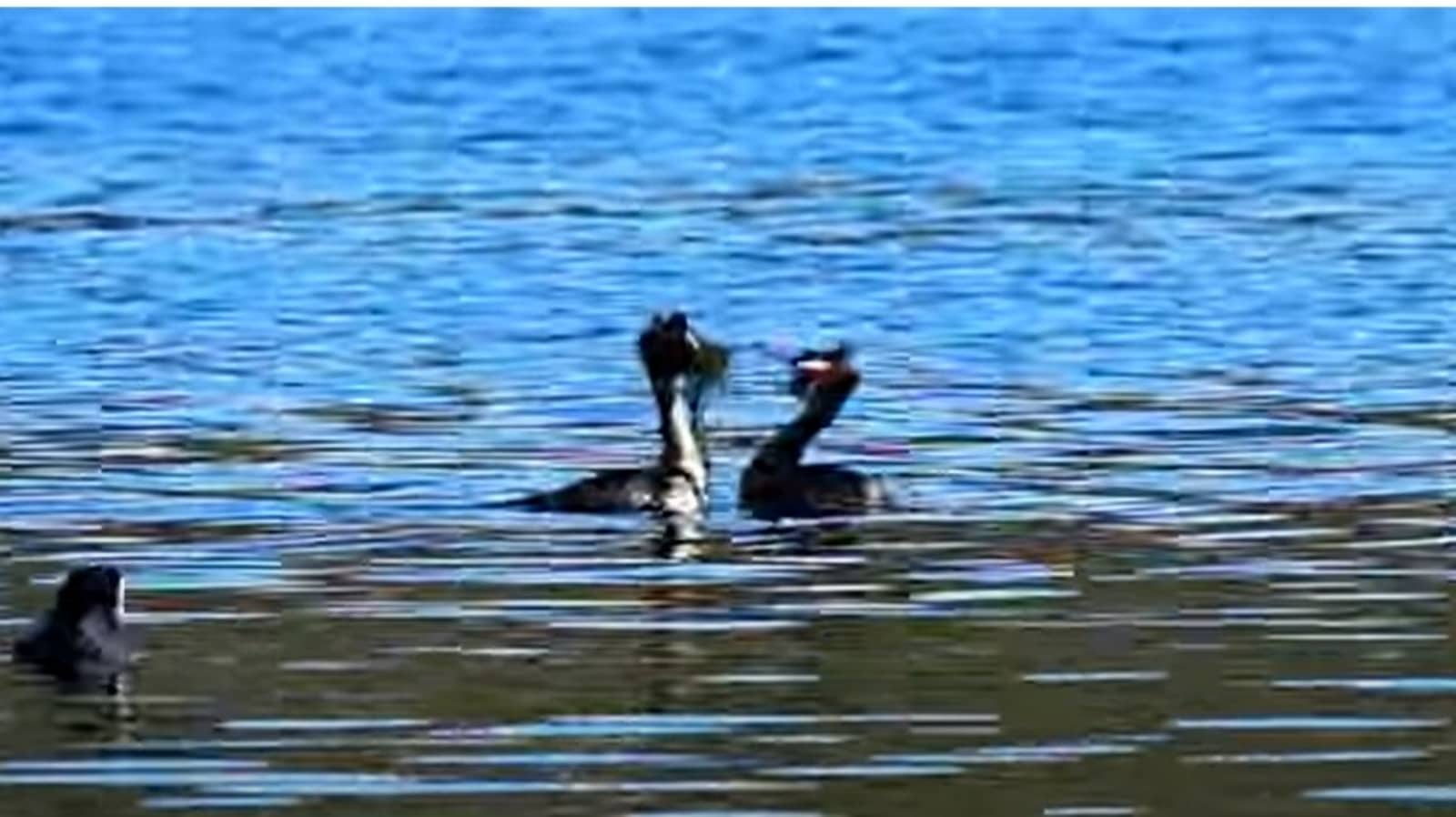 Waterbirds' fantastic courtship dance will leave you stunned. Watch