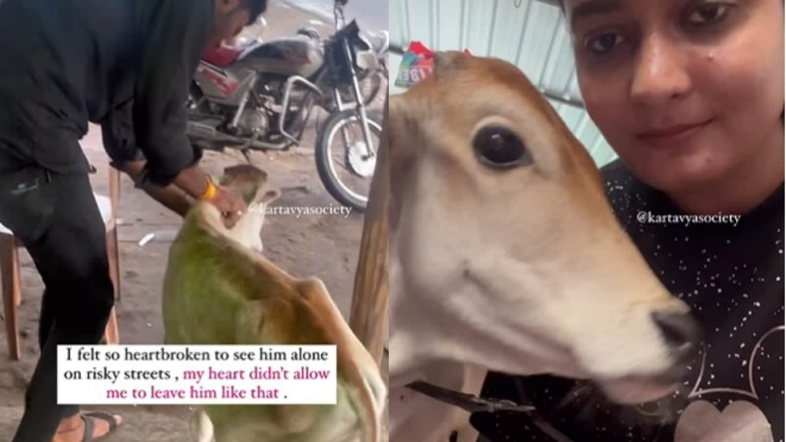 Woman rescues abandoned calf, gives him a new home. Watch