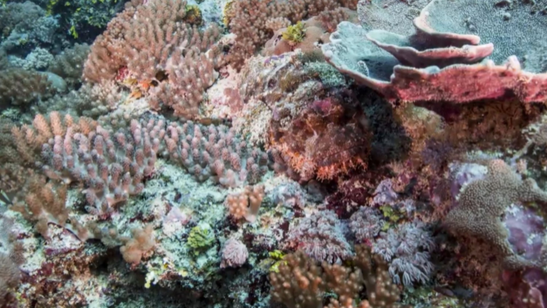 You could have life-saving 20/20 vision if you can spot the deadly camouflaged stone fish hiding on the seafloor