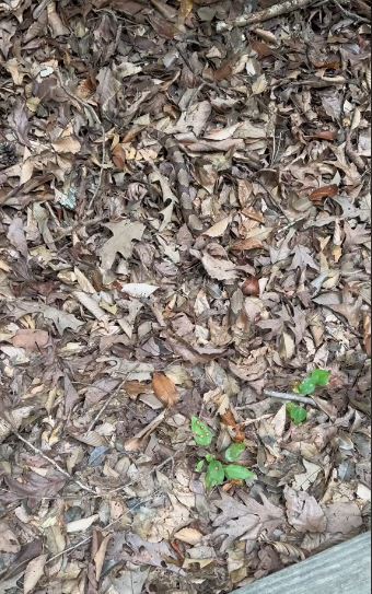 You could have the 20/20 vision of a serpent hunter if you can spot the snake camouflaged in the leaves in 6 seconds