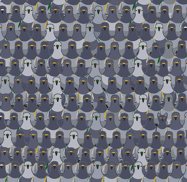 You have 20/20 vision and a high IQ if you can spot the cat among the pigeons in less than 18 seconds