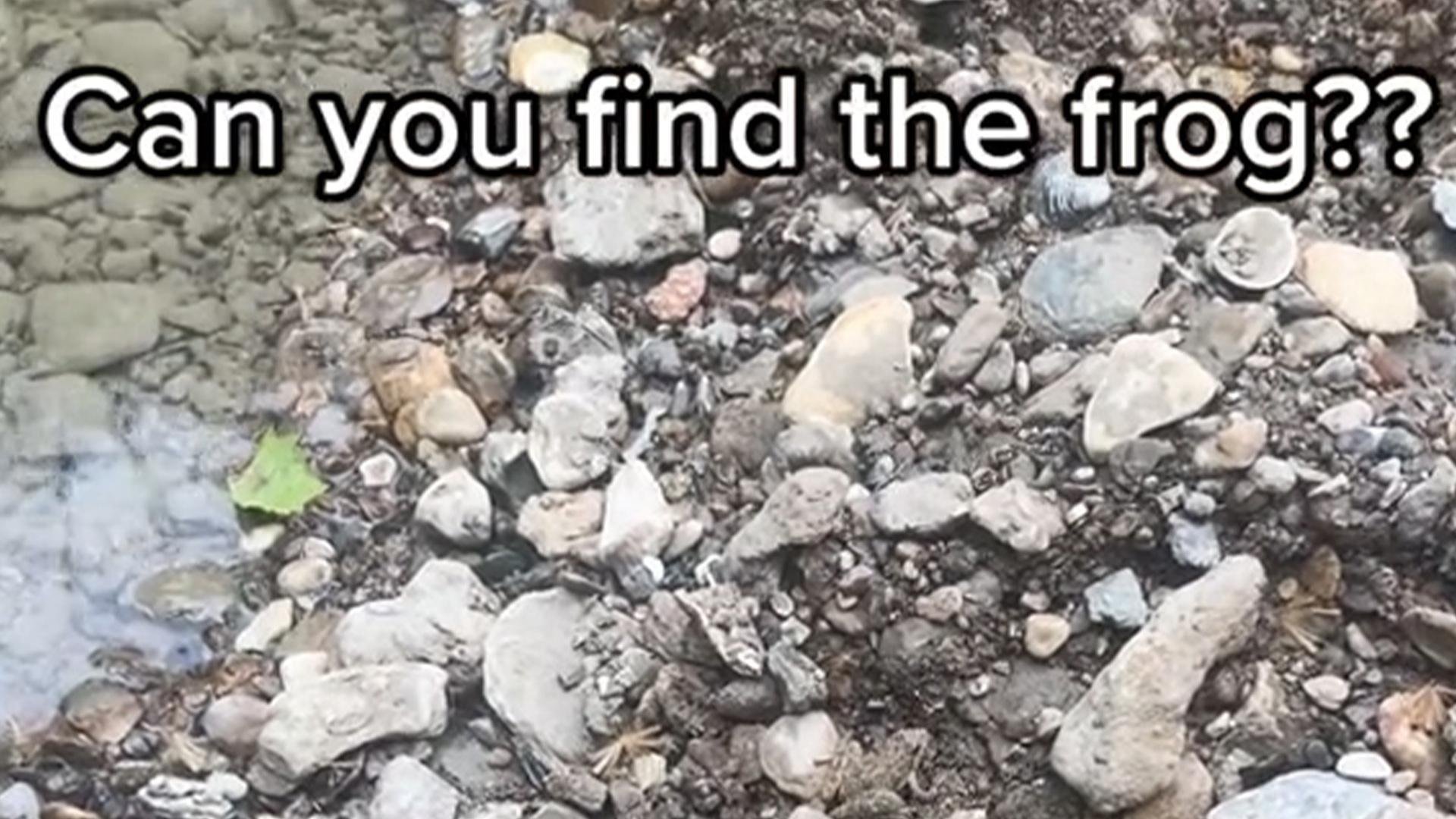 You have 20/20 vision if you can find the frog camouflaged among the rocks in under 15 seconds