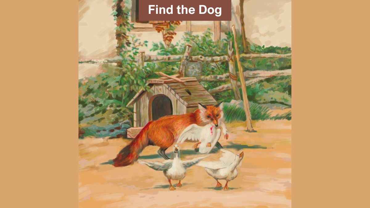 Find hidden dog in the farm