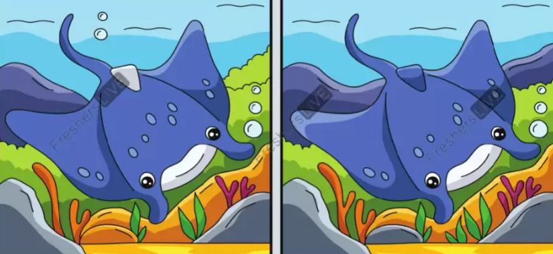 You have 20/20 vision if you can spot 10 differences between the stingrays in mind-boggling challenge