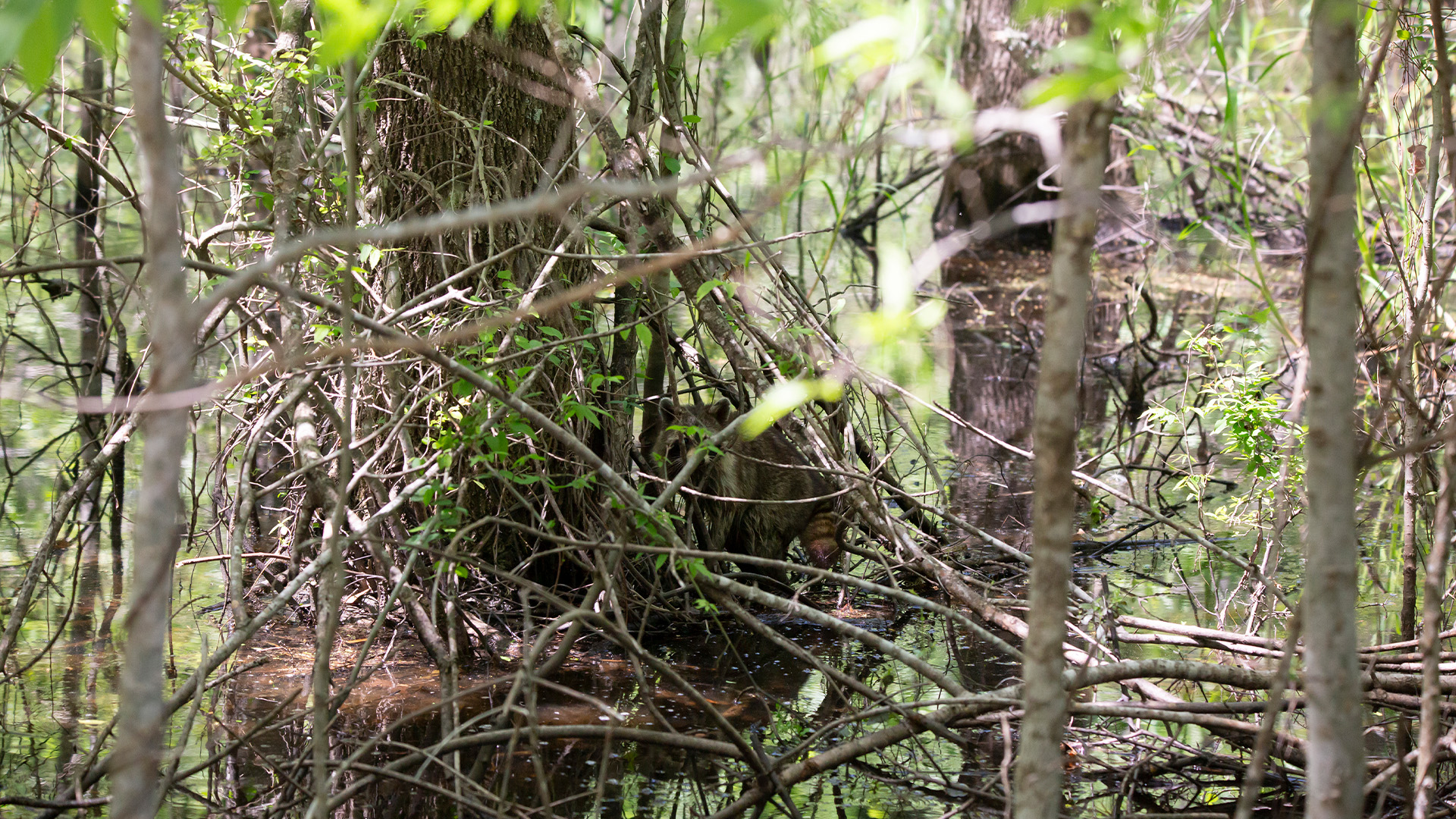 You have 20/20 vision if you can spot a raccoon camouflaged by the foliage in this optical illusion in under 20 seconds