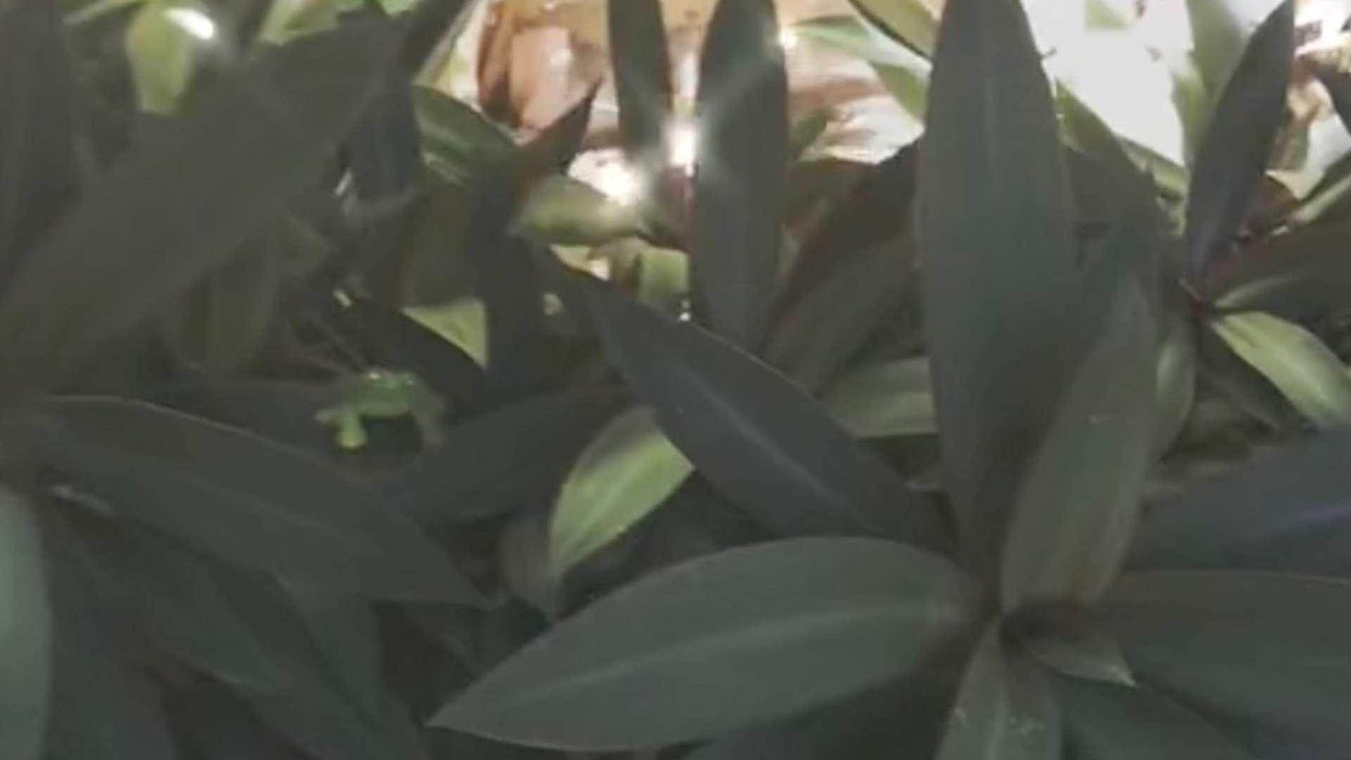 You have 20/20 vision if you can spot the frogs hidden in the plants in under 5 seconds