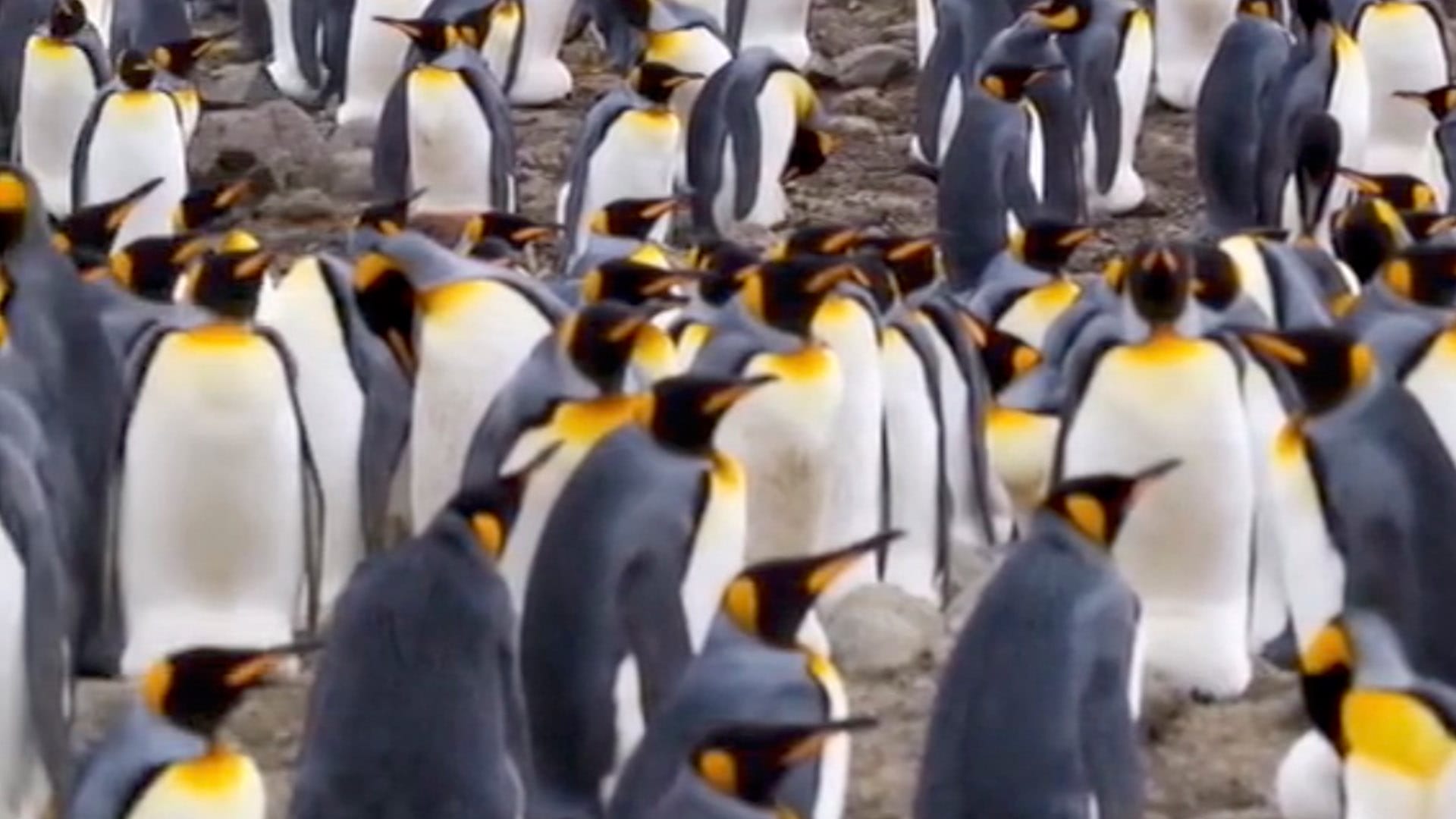 You have 20/20 vision if you can spot the girl hiding among the penguins in less than five seconds