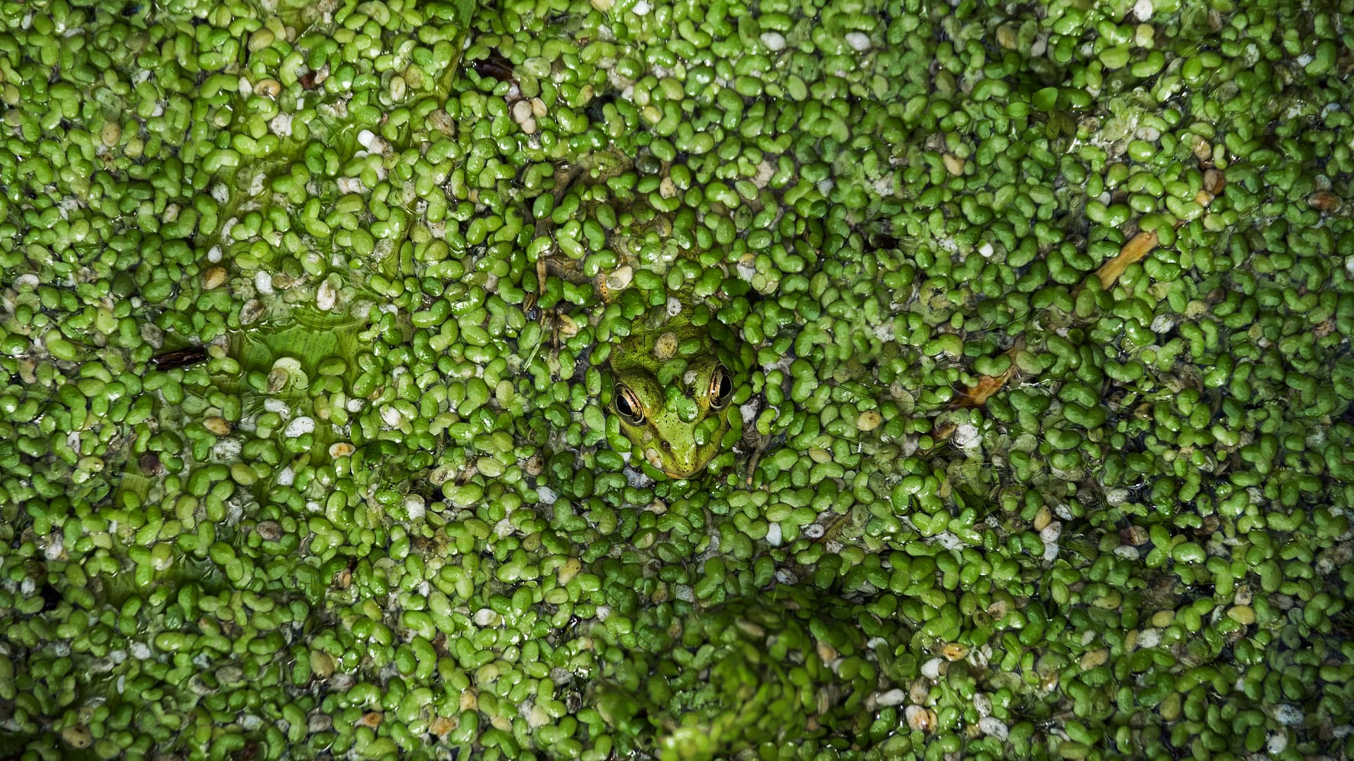 You have 20/20 vision if you can spot the green frog lurking under the duckweed in 10 seconds in mind-boggling illusion