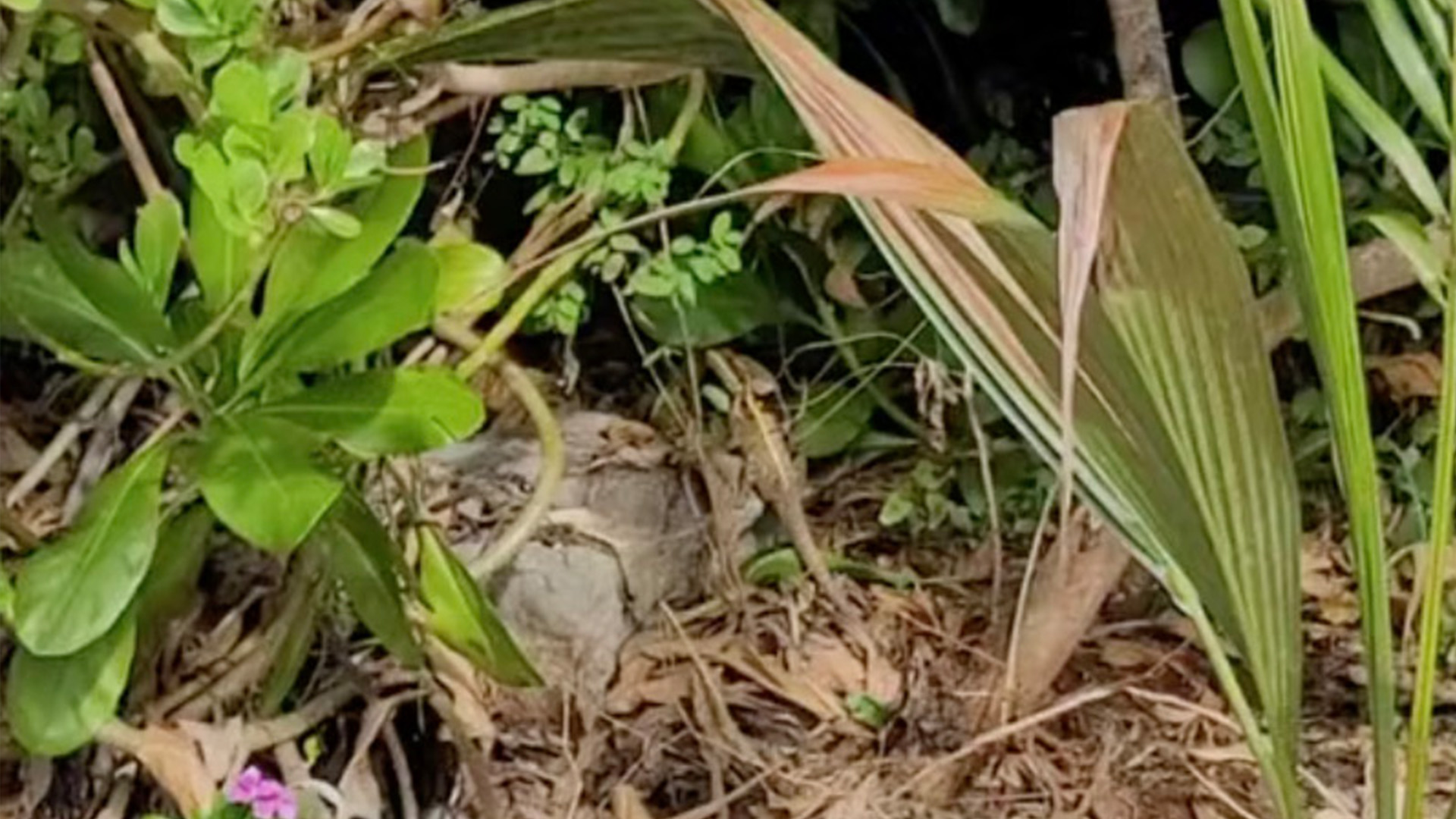 You have 20/20 vision if you can spot the lizard hiding in the bushes in less than five seconds