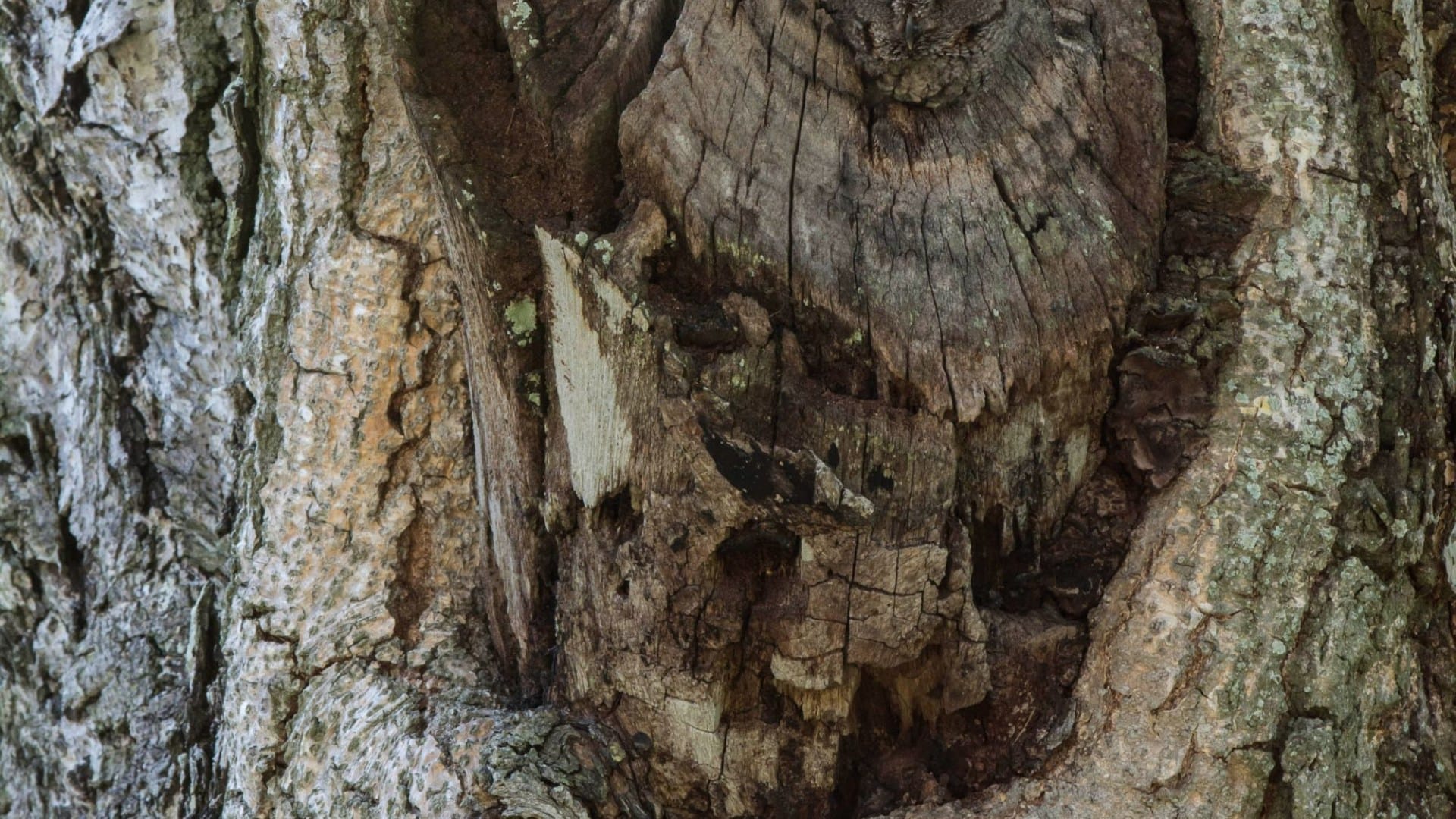 You have 20/20 vision if you can spot the owl hiding in this tree in the brain-twisting optical illusion