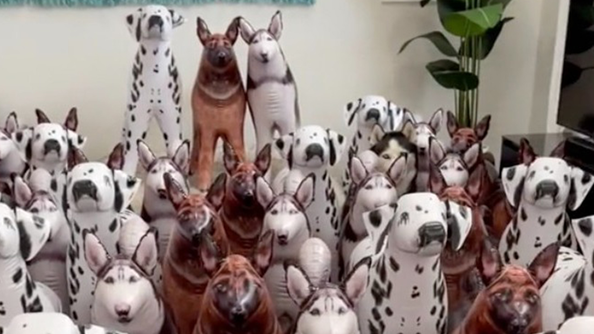 You have 20/20 vision if you can spot the real-life dog hiding among the fake pet pooches in under 15 seconds