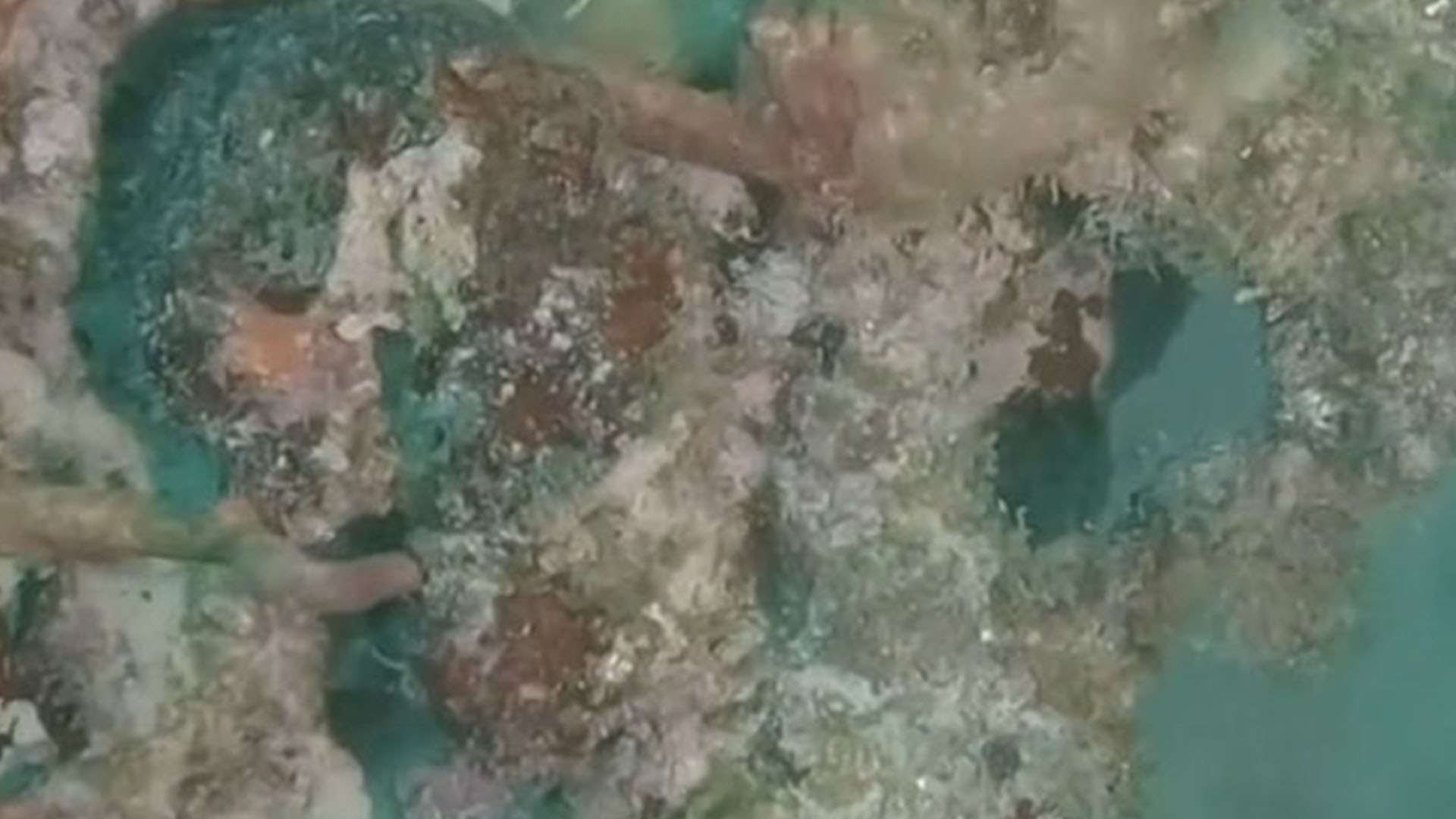 You have 20/20 vision if you can spot the scorpionfish camouflaged in the reef in under 20 seconds