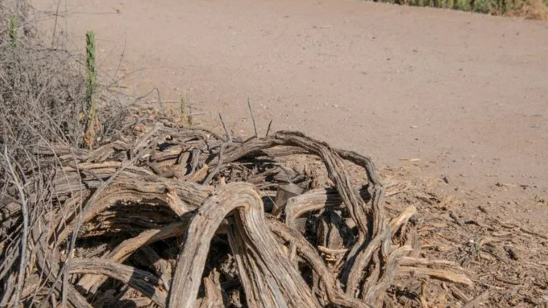 You have 20/20 vision if you can spot the tiny lizard crawling over the sticks in just 17 seconds