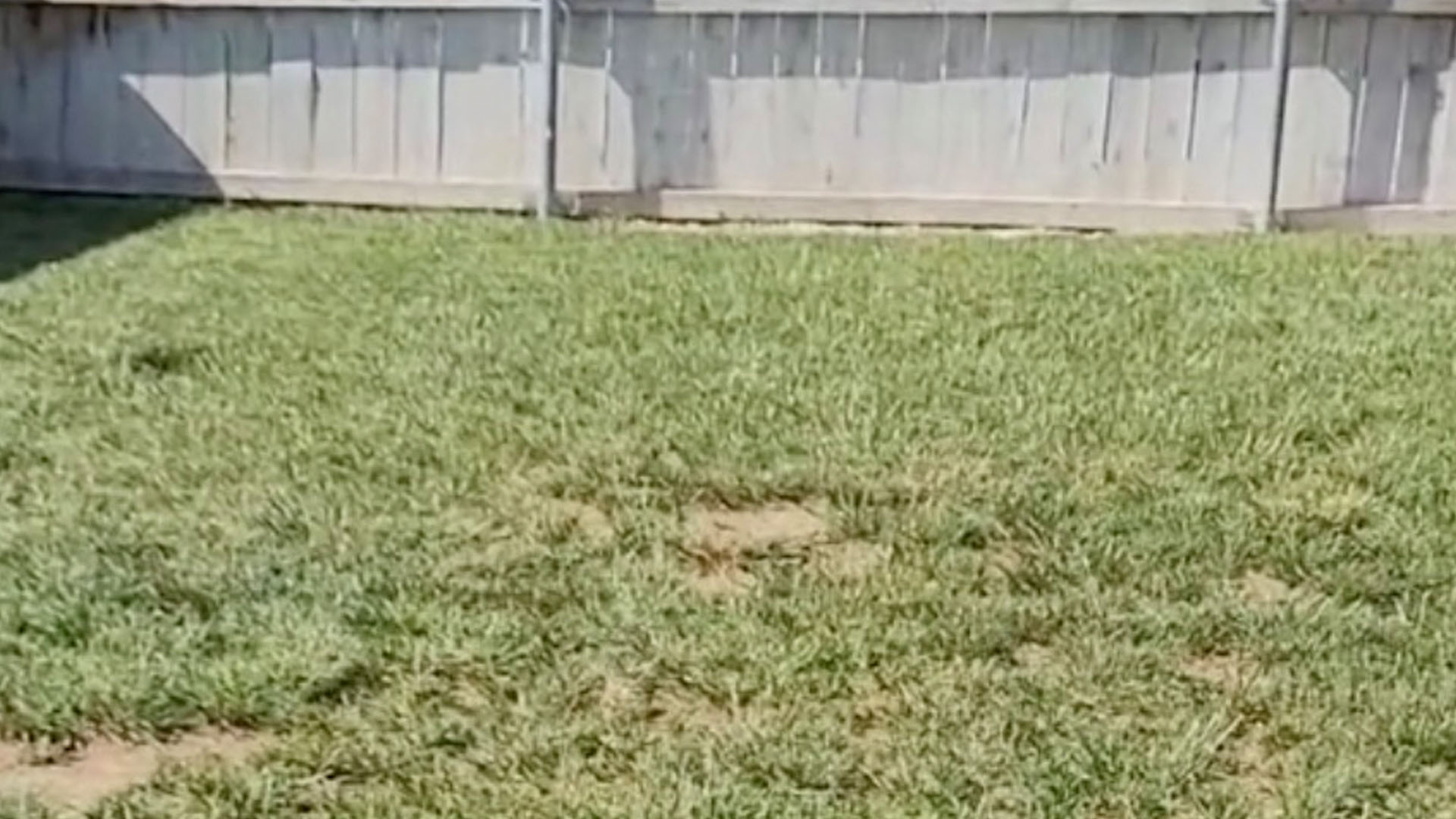 You have 20/20 vision if you can spot the tortoise hiding on the lawn in less than 13 seconds, before the camera zooms