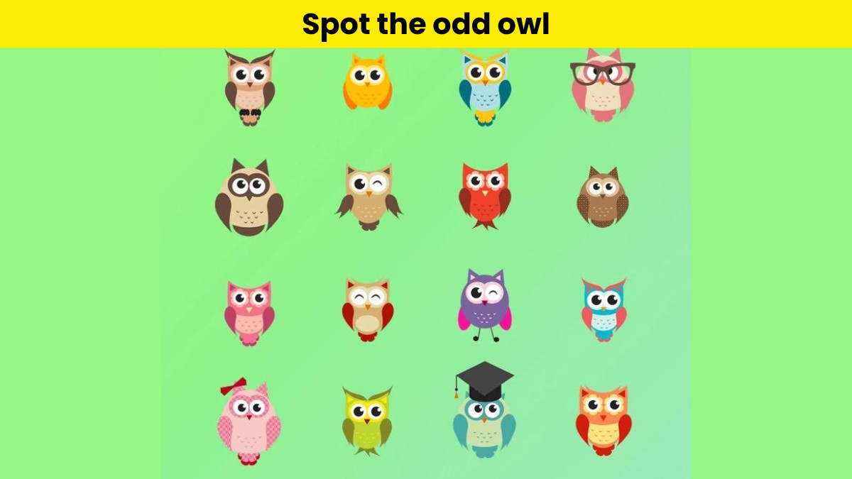 Can you spot the odd owl?