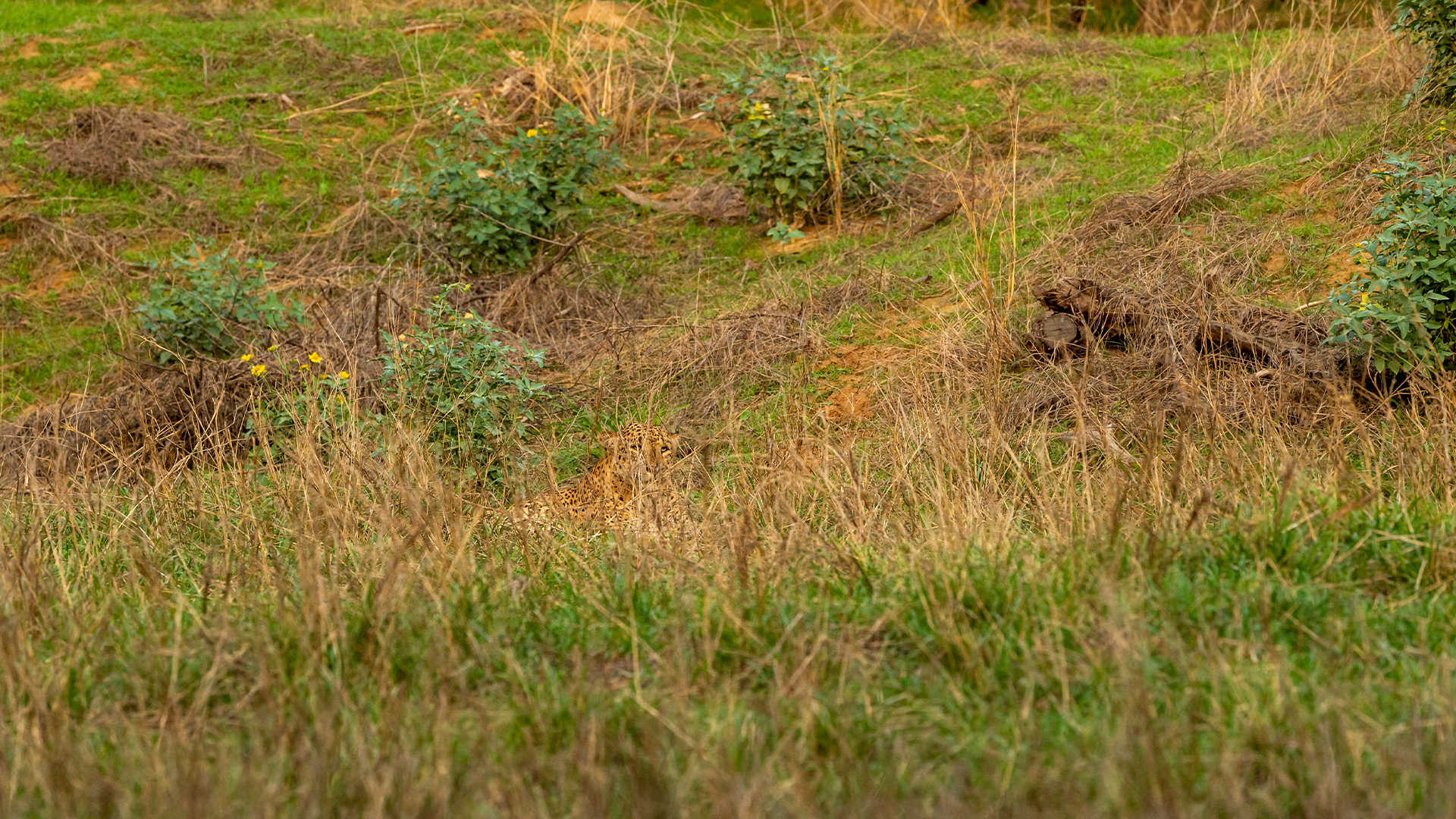 You have a high IQ if you spot the wild leopard camouflaged in monsoon green grass in under 15 seconds