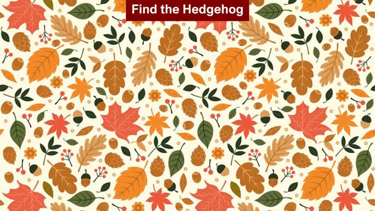 Find hedgehog in the leaves