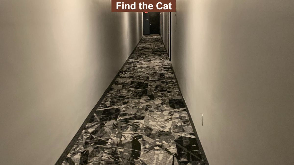 Find Hidden Cat in 6 Seconds