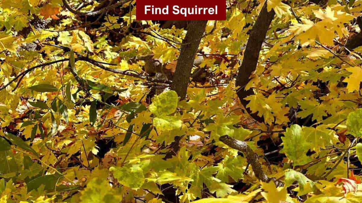 Find squirrel on the tree