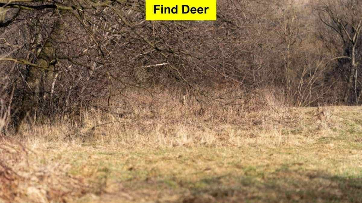 Find Hidden Deer