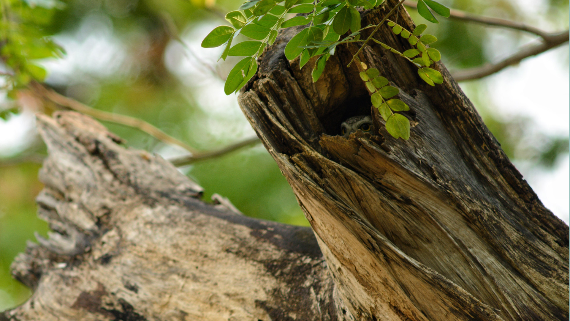 You have the eyes of a hawk if you spot the tiny owlet hidden amongst the trees in under 20 seconds in this illusion