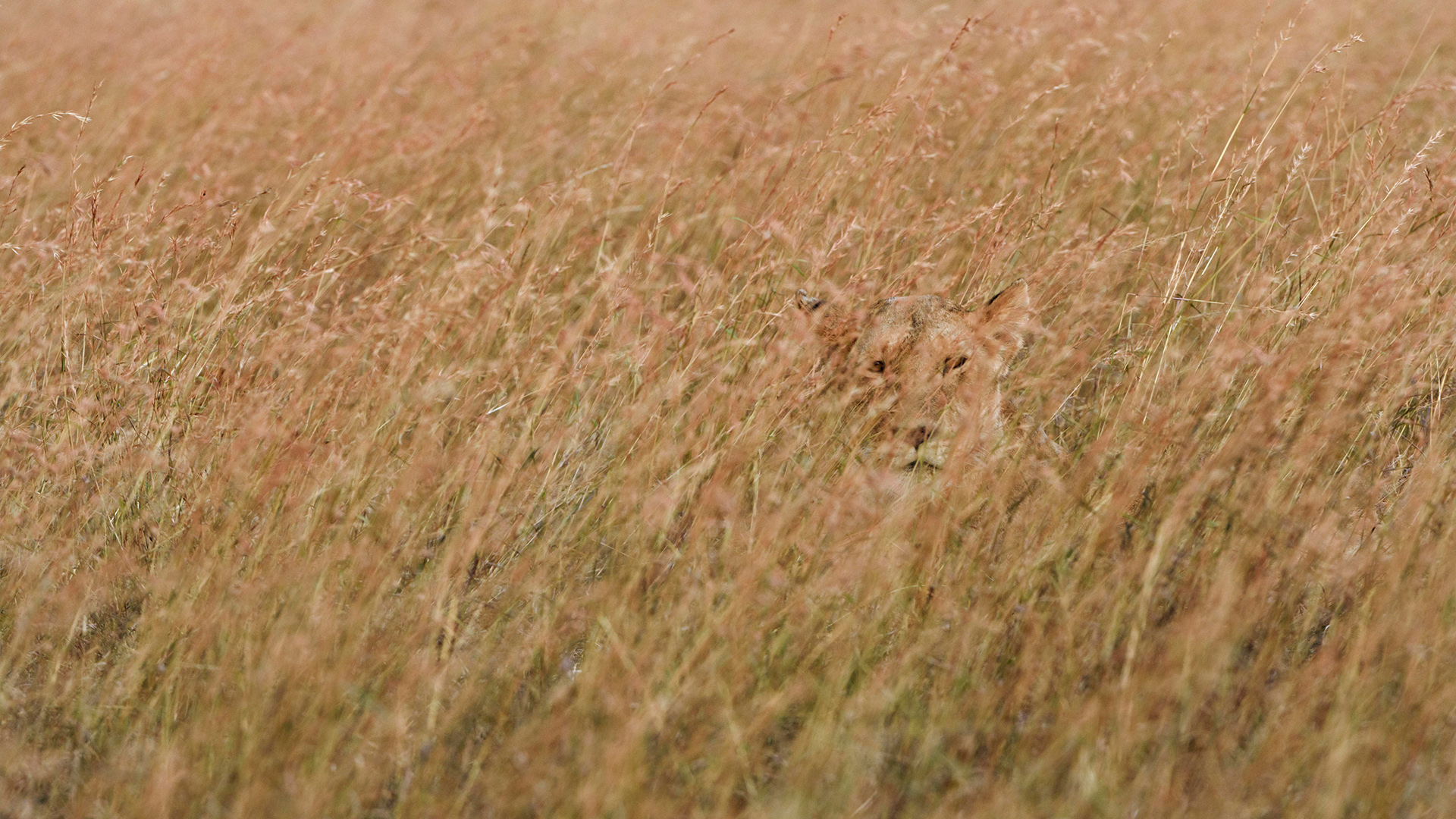 You have the eyes of a marksman if you can spot the lioness hiding in the grass in under 10 seconds