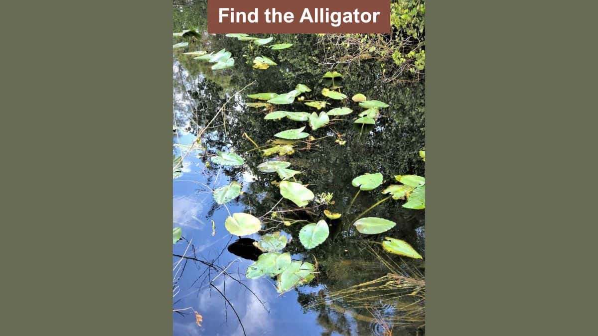 Find alligator in pond