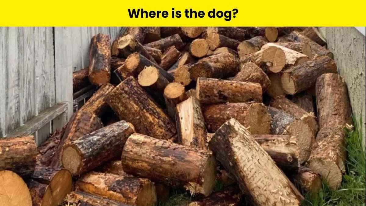 Can you spot the dog?