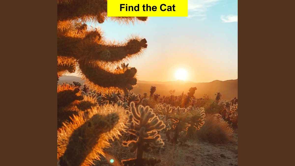 Find Cat Hidden in Cacti