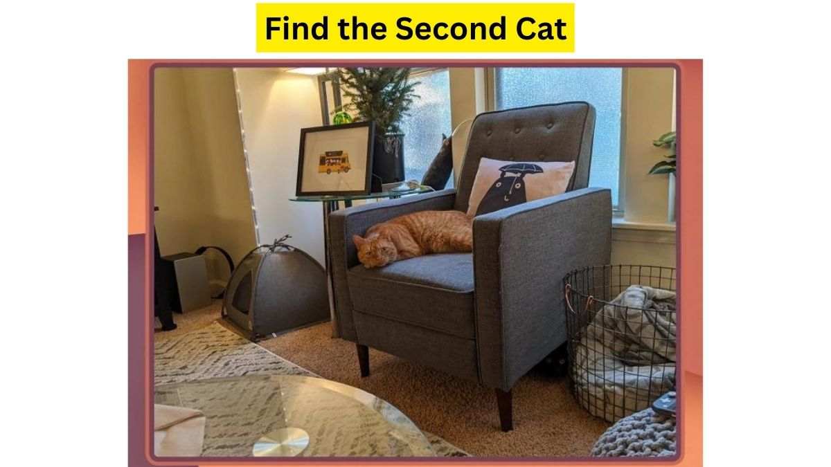 How many cats do you see here?