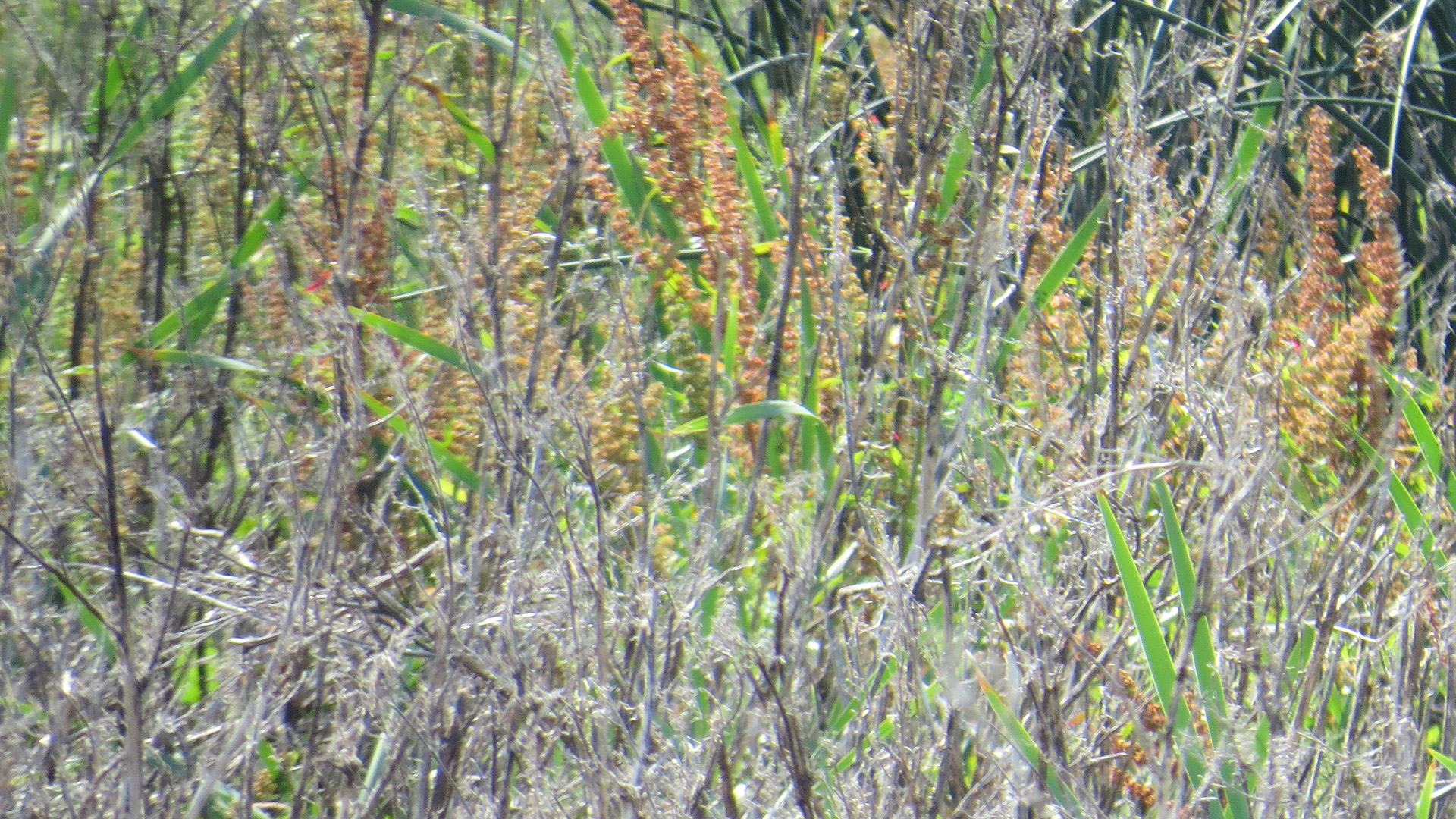 You’ve got 20/20 vision if you can spot the American bittern bird hiding in the weeds in 15 seconds