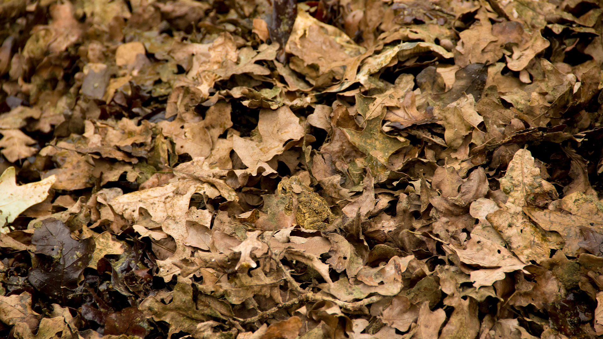 You've got 20/20 vision if you can spot the frog camouflaged in the leaves in 15 seconds