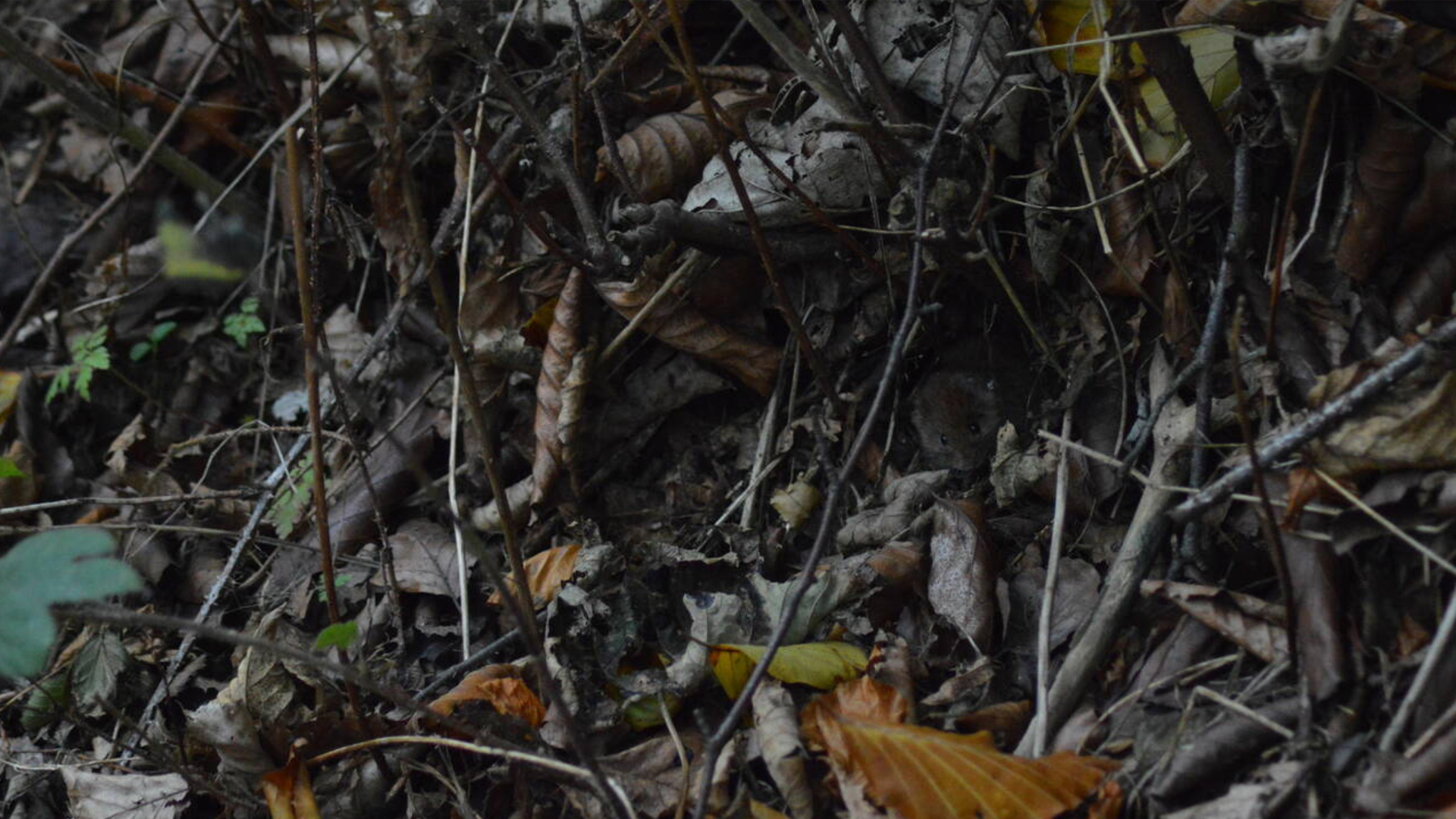 You’ve got 20/20 vision if you can spot the tiny mouse hiding in the forest brush in under 5 seconds in this illusion